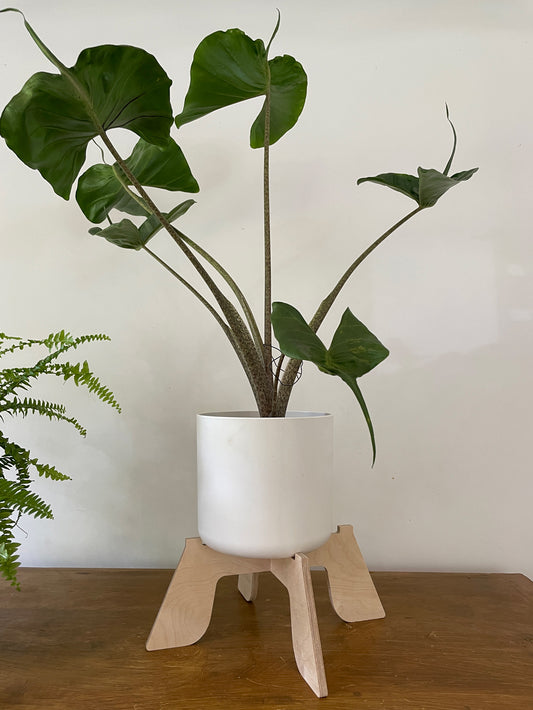Trelo Plant Stand