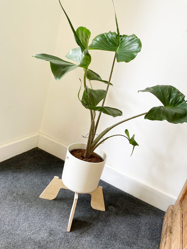 Trelo Plant Stand