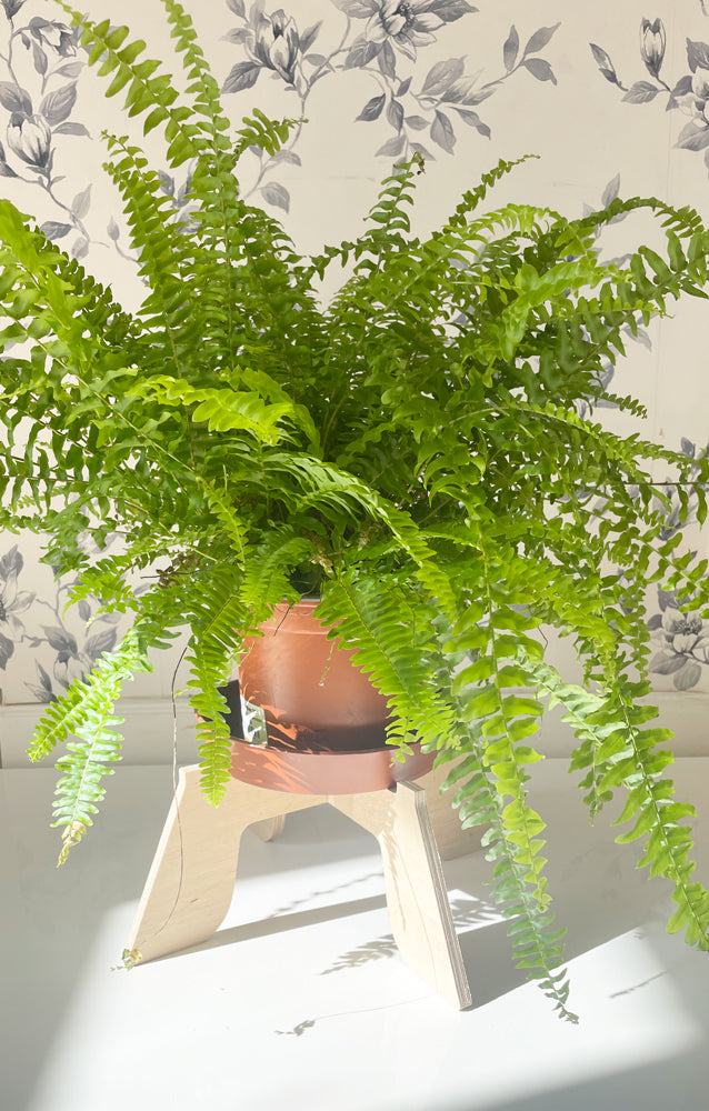Trelo Plant Stand