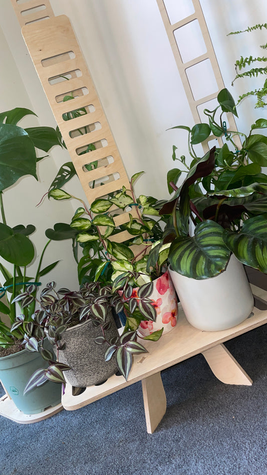 Plant Table