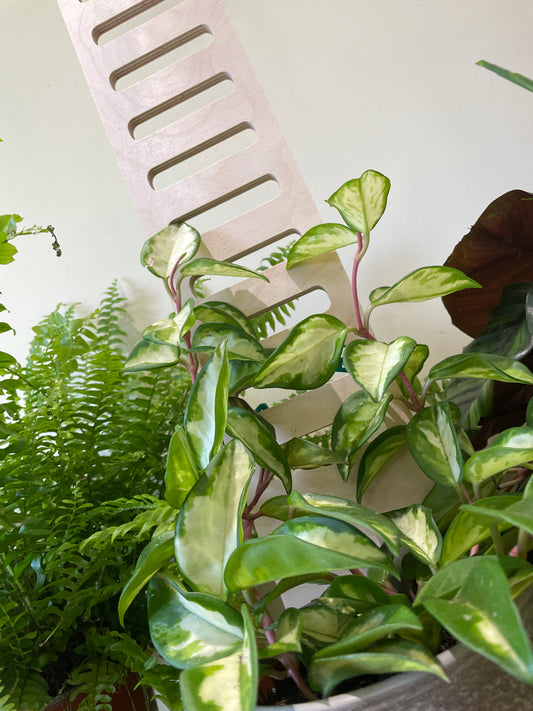 Trelo Trellis - Medium